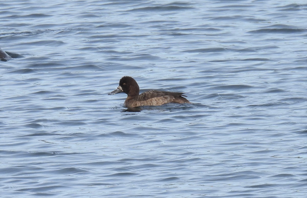 Greater Scaup - ML535103071