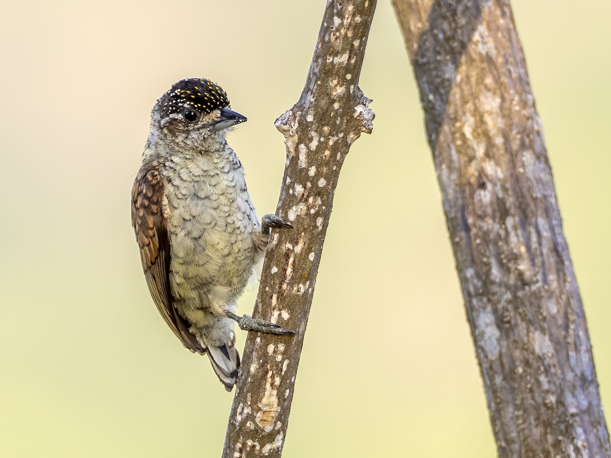 Scaled Piculet - ML535108251