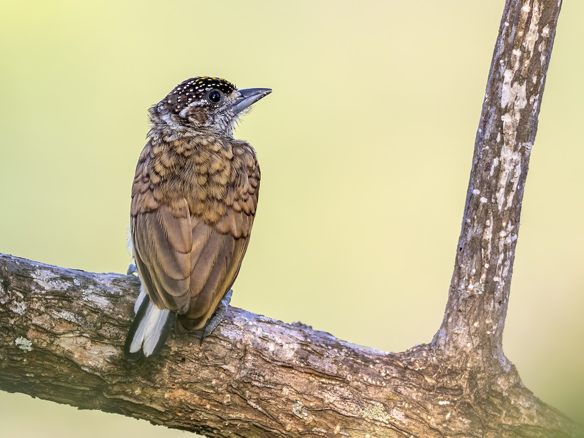 Scaled Piculet - ML535108261