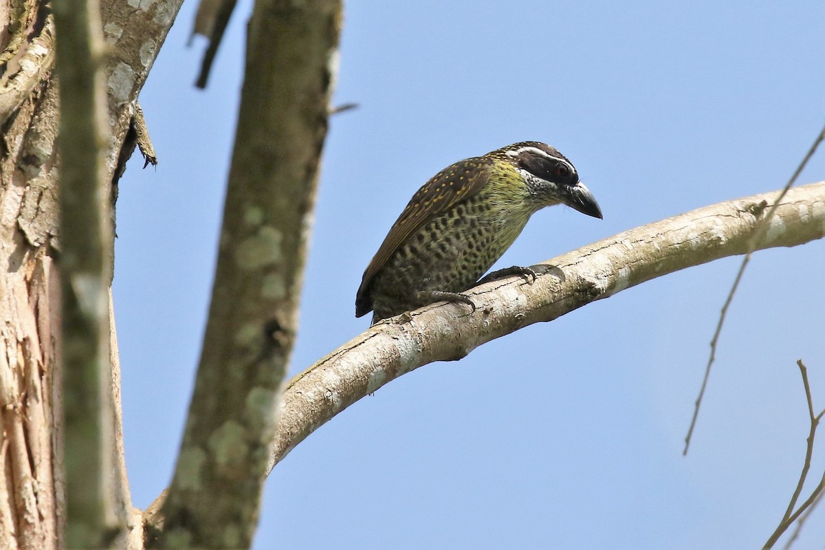Hairy-breasted Barbet - ML535112261