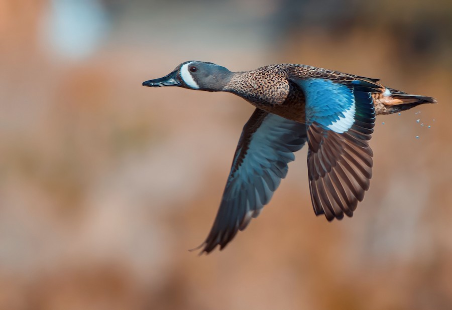 Blue-winged Teal
