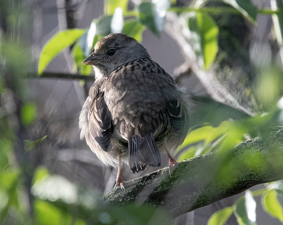 Golden-crowned Sparrow - ML535119221