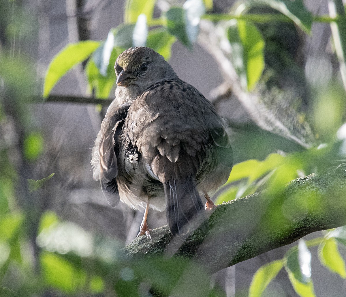 Golden-crowned Sparrow - ML535119231