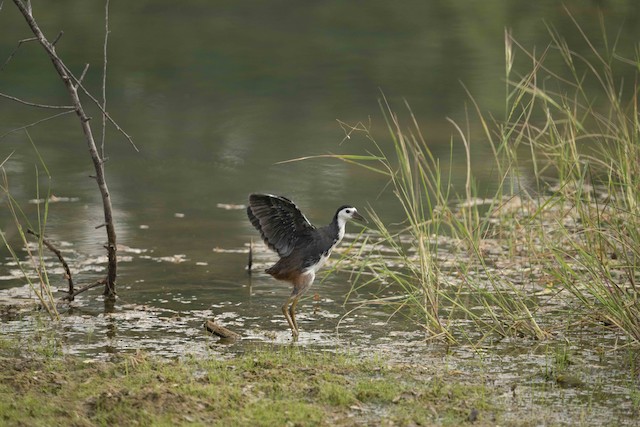 White-breasted Waterhen — photographed by Sayantan Ghosh