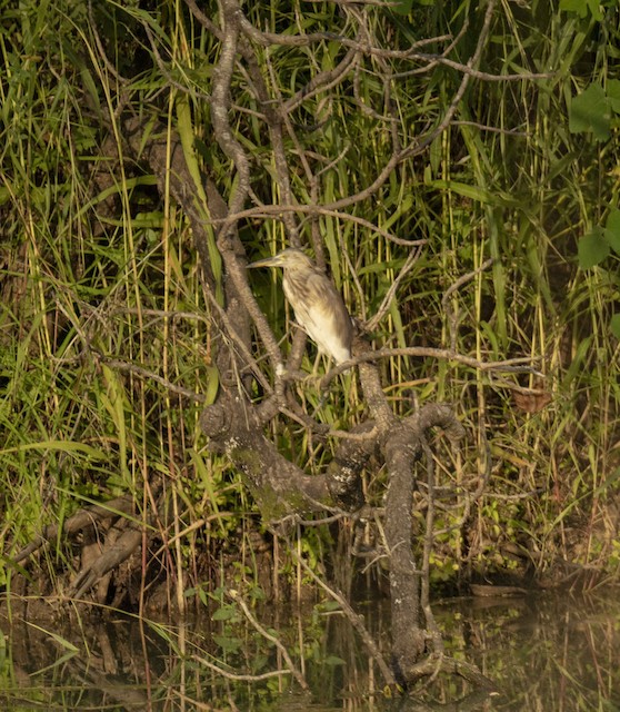 Indian Pond-Heron — photographed by Sayantan Ghosh