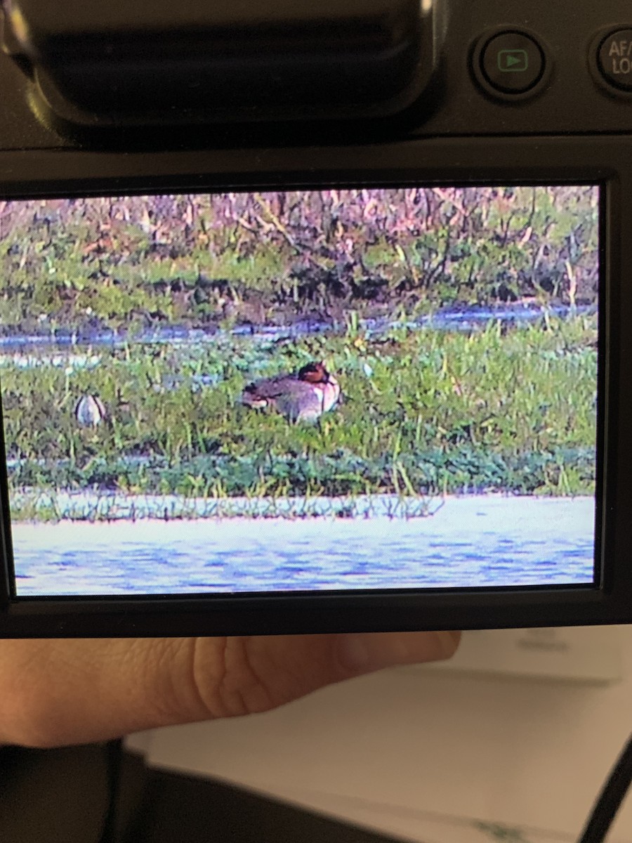 eBird Checklist 29 Jan 2023 14061436 Sam Keen Rd, Lake Wales USFL