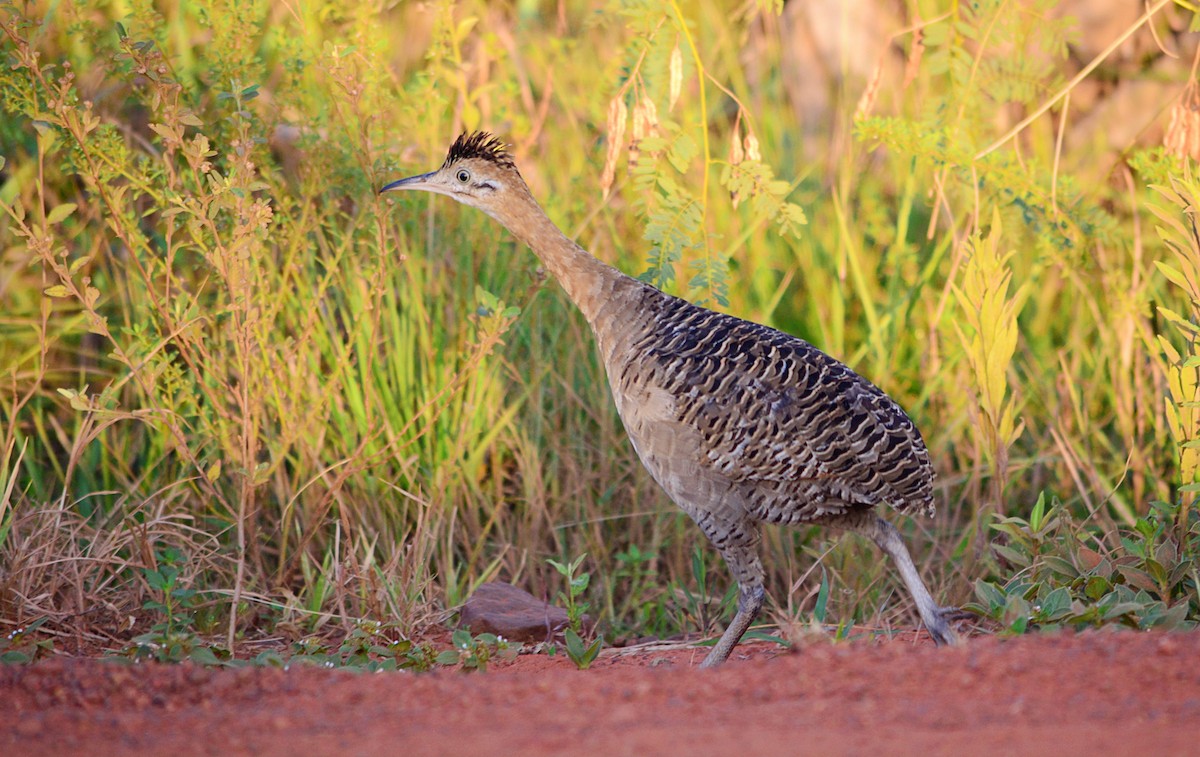 Red-winged Tinamou - ML535131101