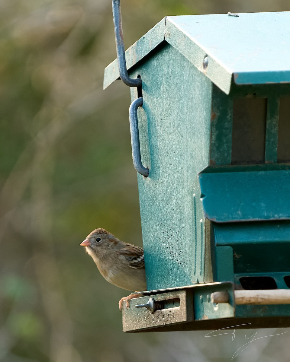 Field Sparrow - ML535134201