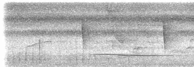 Серогрудый саблекрыл (obscurus) - ML535134941