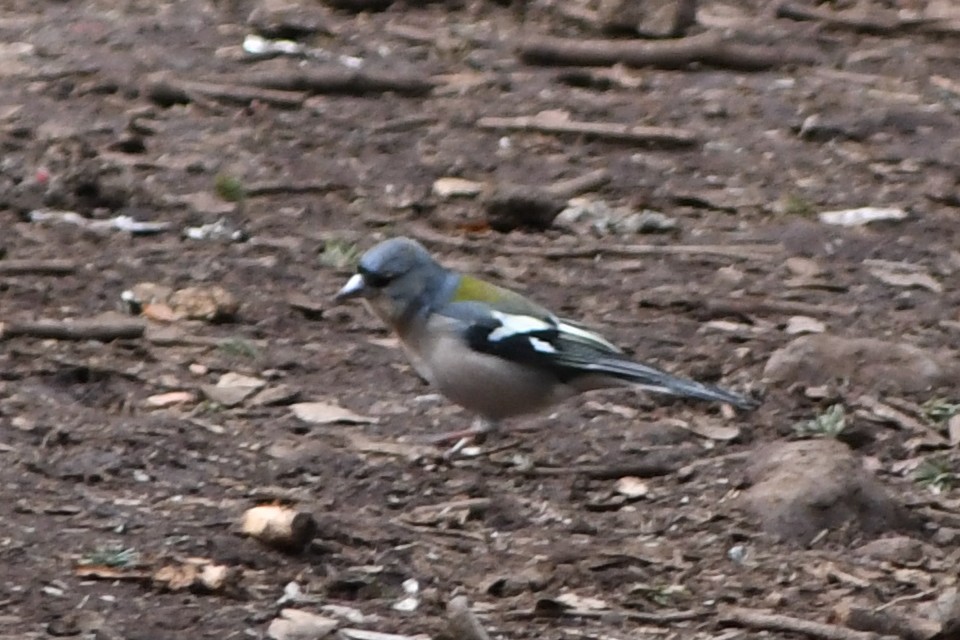 Common/African Chaffinch - ML535135411