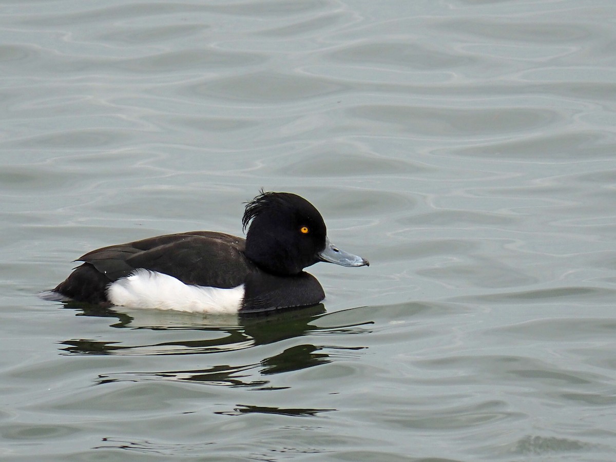 Tufted Duck - ML535136221