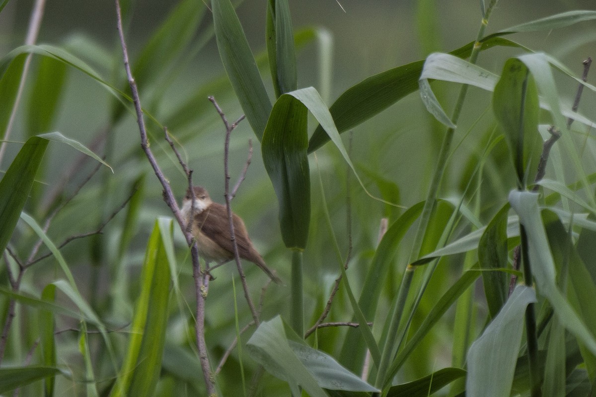 Common Reed Warbler - ML535136591