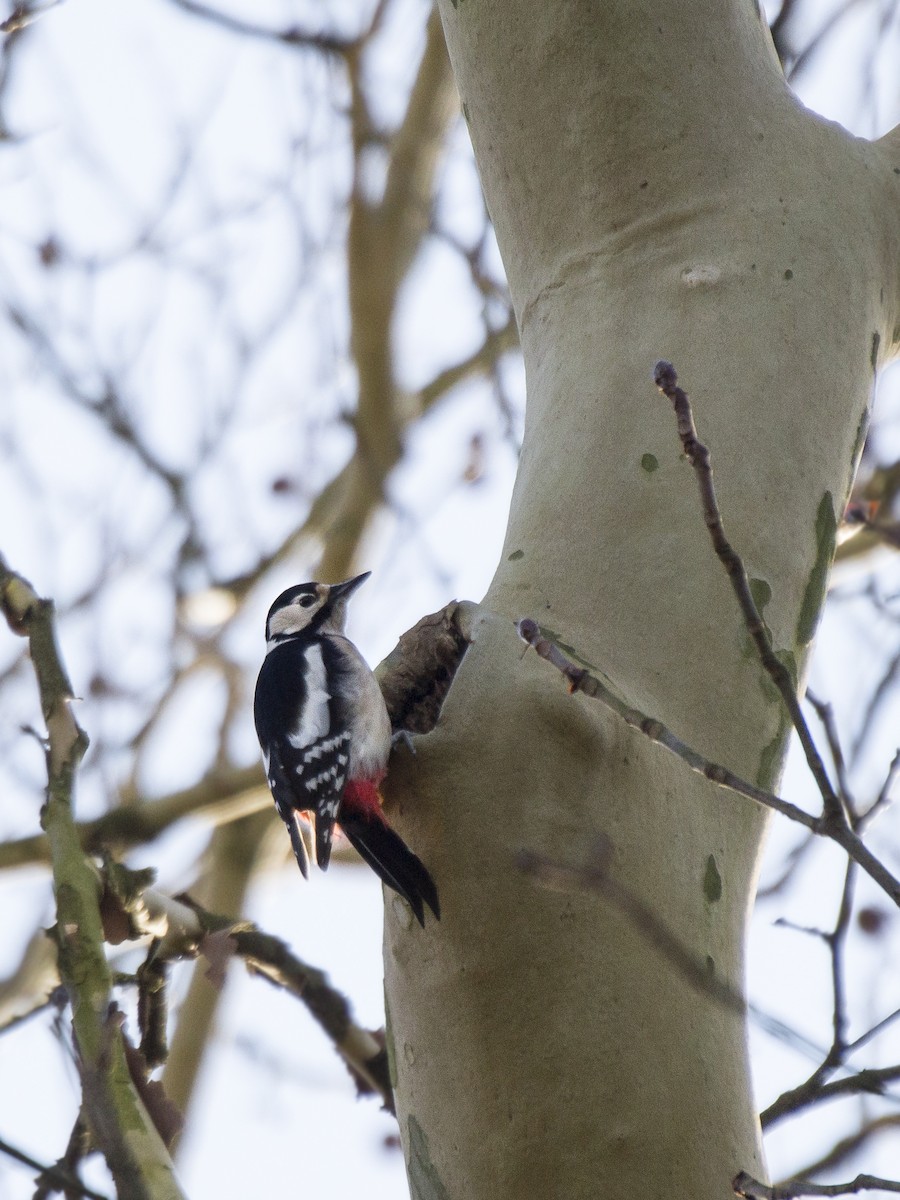 Great Spotted Woodpecker - ML535137711