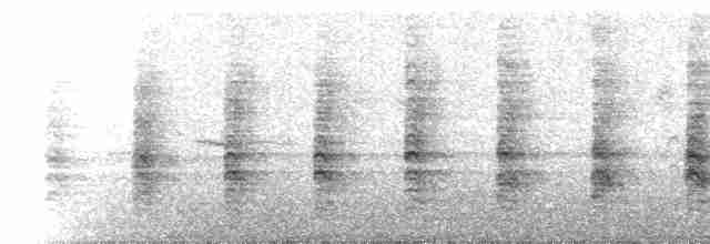  - Ridgway's Rail (San Francisco Bay)