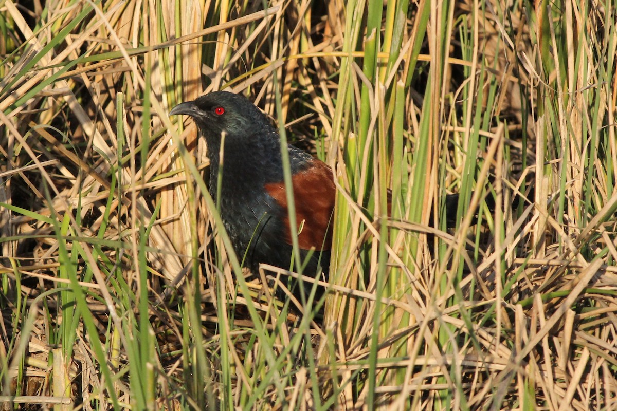 Greater Coucal - ML535149041