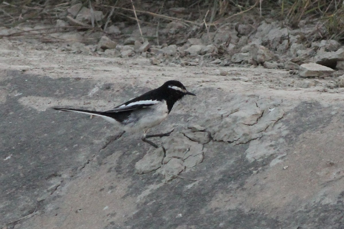 White-browed Wagtail - ML535149151