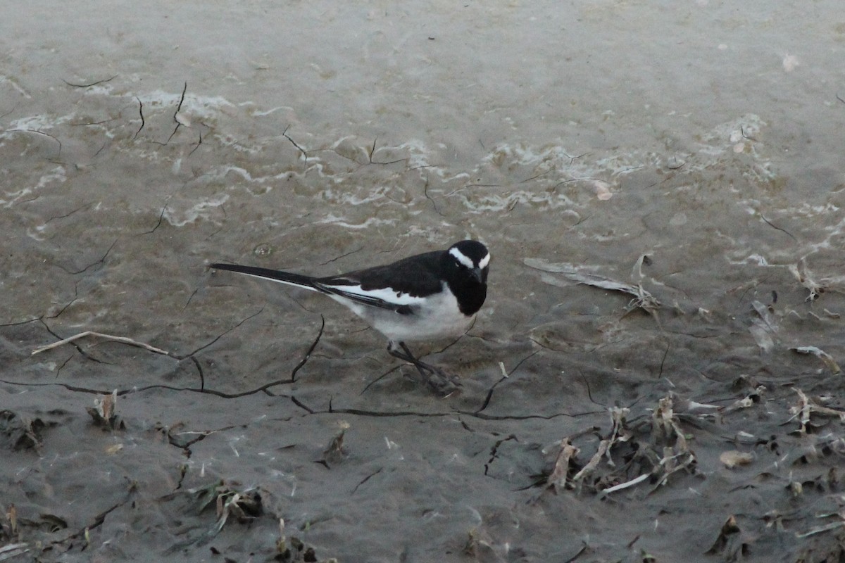 White-browed Wagtail - ML535149161