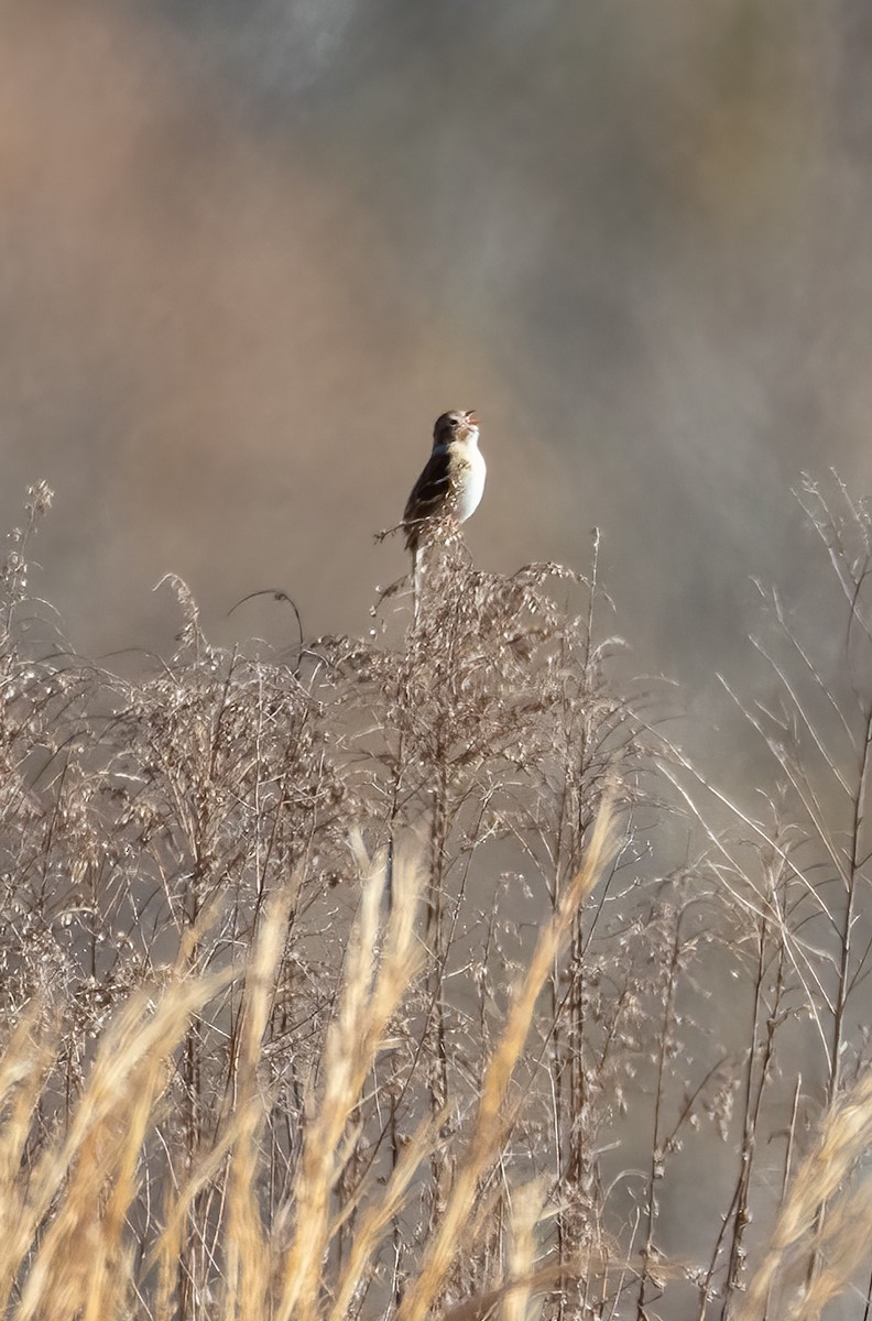 Field Sparrow - Tracy Kaminer