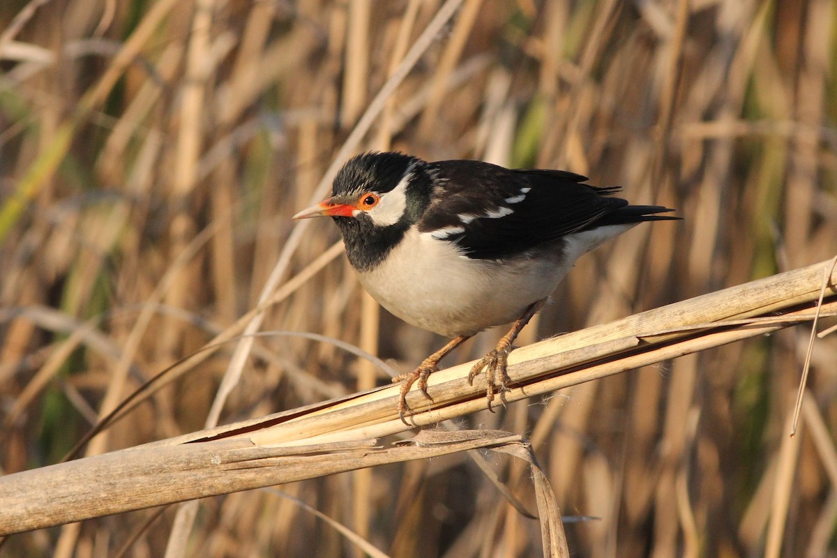 Indian Pied Starling - ML535152461