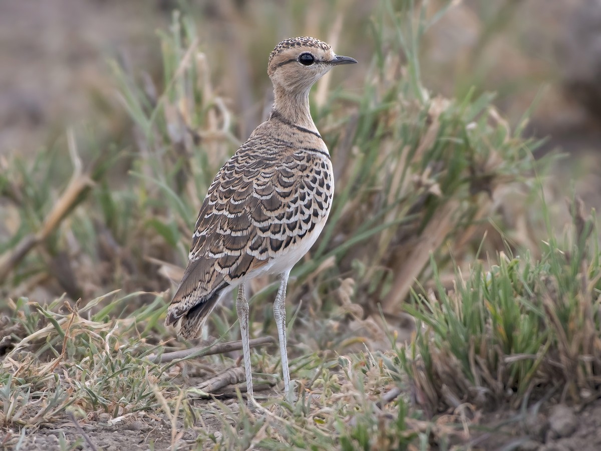 Double banded Courser Smutsornis africanus Birds of the World