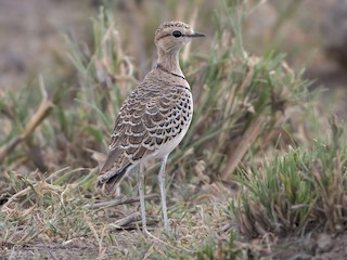  - Double-banded Courser