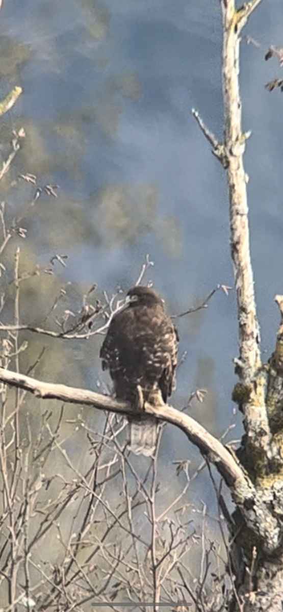 Red-tailed Hawk (Harlan's) - ML535155931