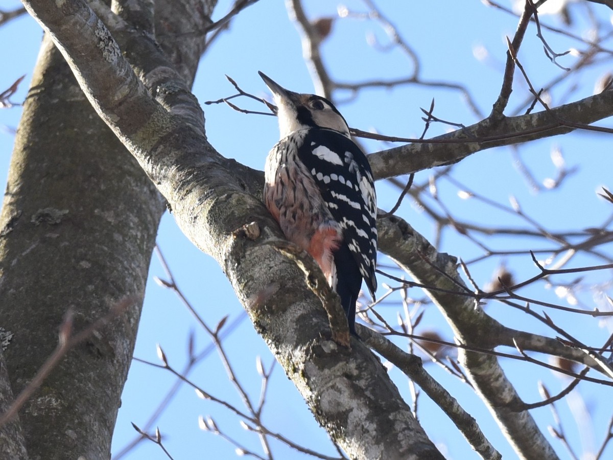 White-backed Woodpecker - ML535156101