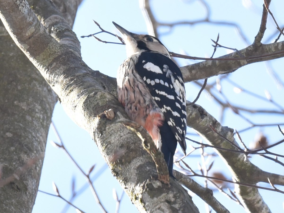 White-backed Woodpecker - ML535156151