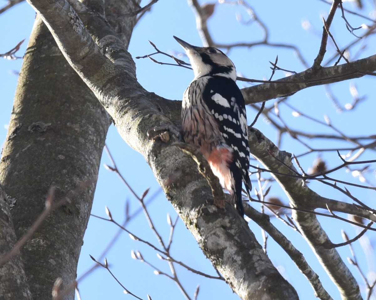White-backed Woodpecker - ML535156201