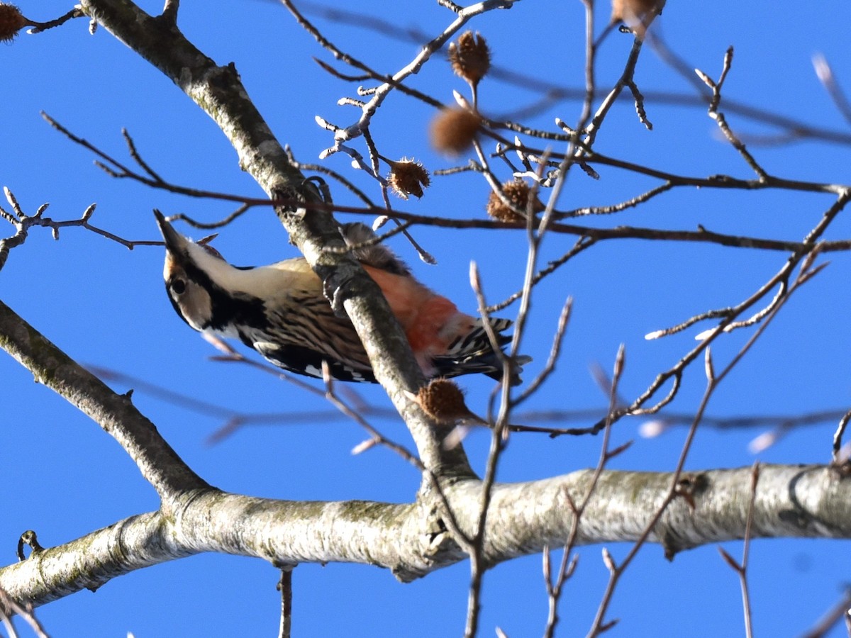 White-backed Woodpecker - ML535156481