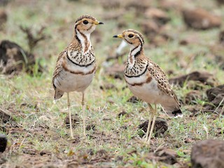  - Three-banded Courser