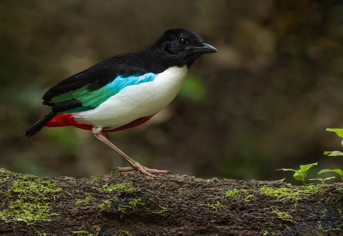 Ivory-breasted Pitta (Ivory-breasted) - ML535162161