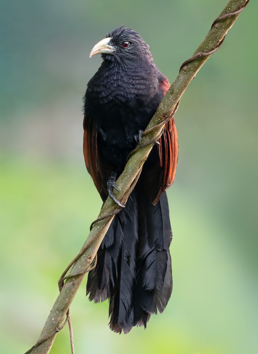 Green-billed Coucal - ML535165701