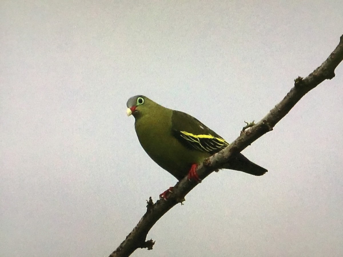 Thick-billed Green-Pigeon - ML535167411