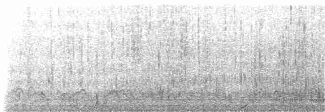 Малая морская чернеть - ML53516961