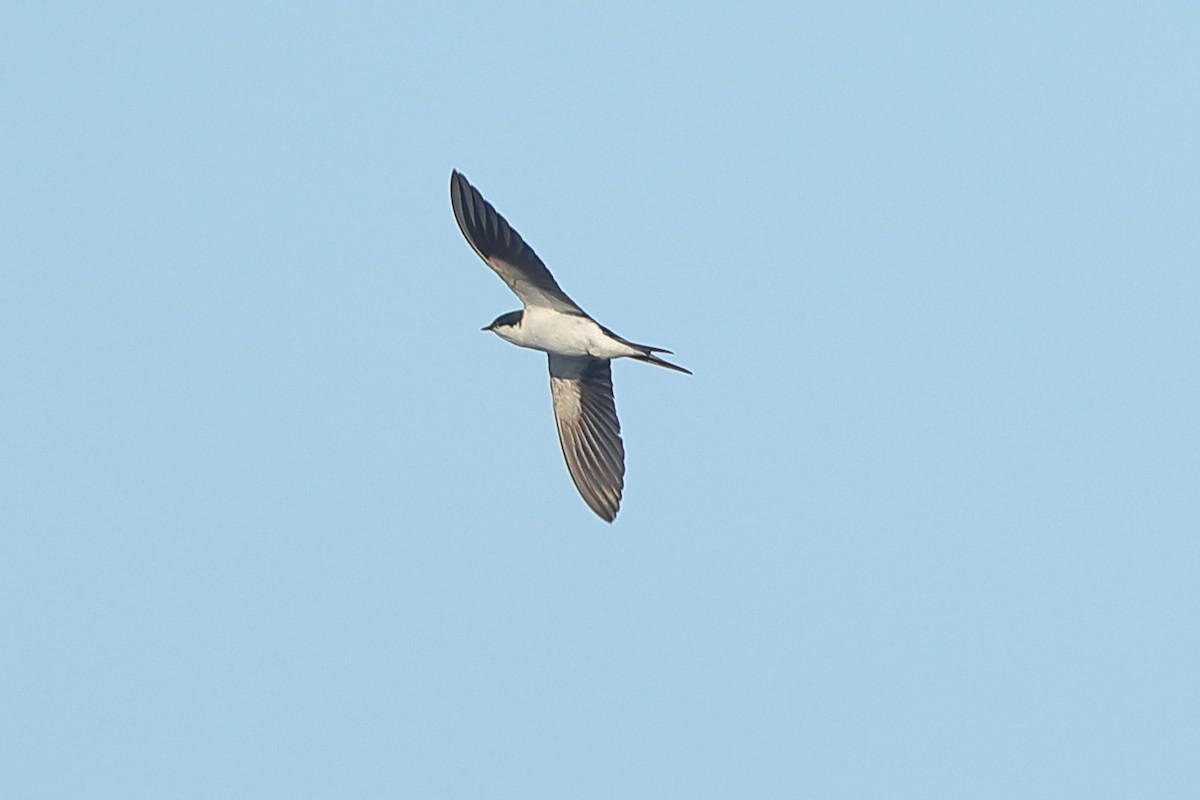 Bahama Swallow - ML535174141