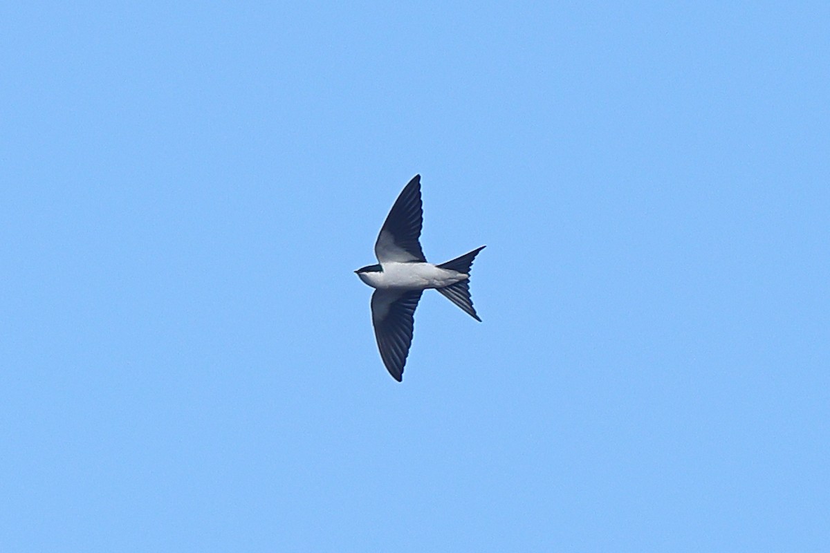 Bahama Swallow - ML535174191