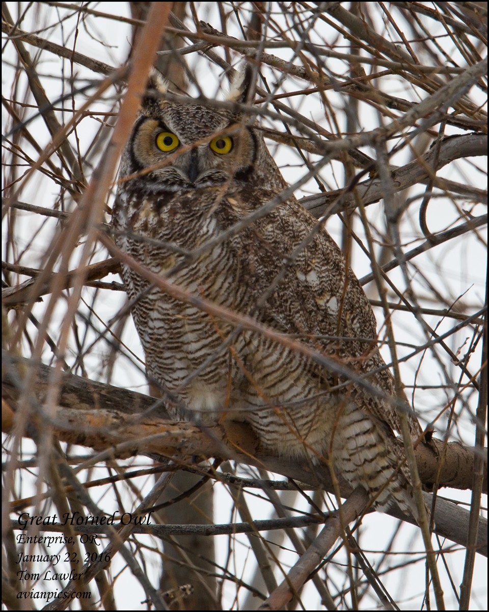 Great Horned Owl - ML535175961