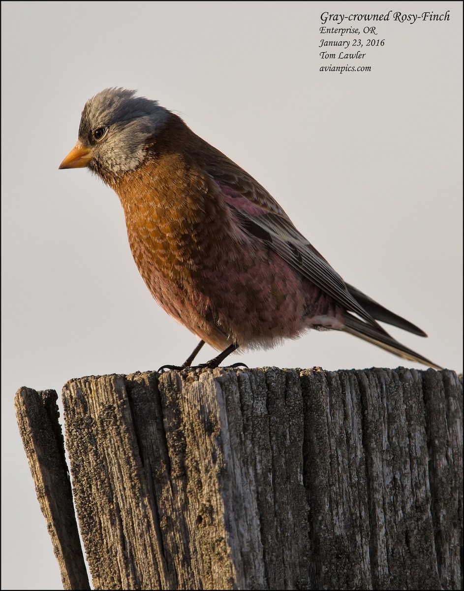 Gray-crowned Rosy-Finch - ML535177331