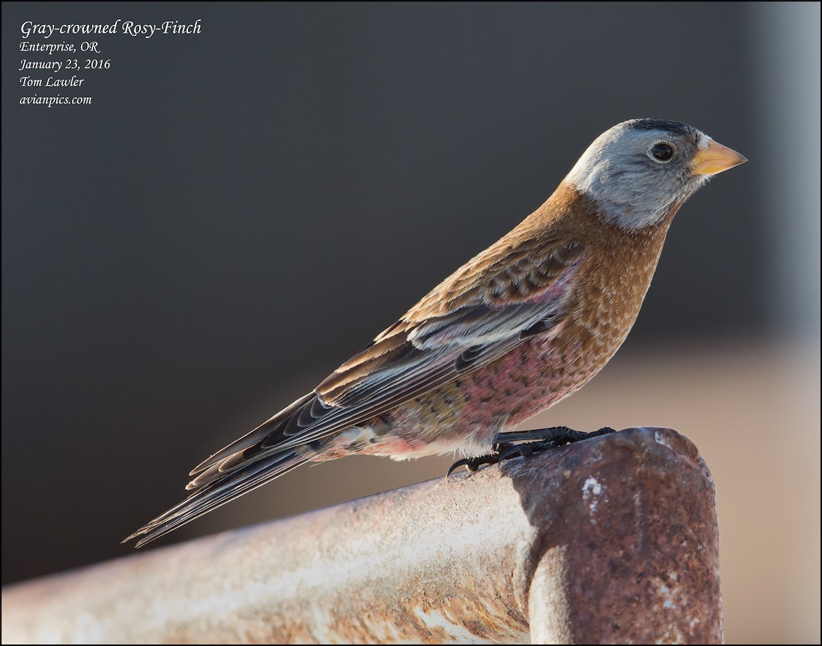 Gray-crowned Rosy-Finch - ML535177361