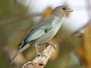  - Glaucous Tanager