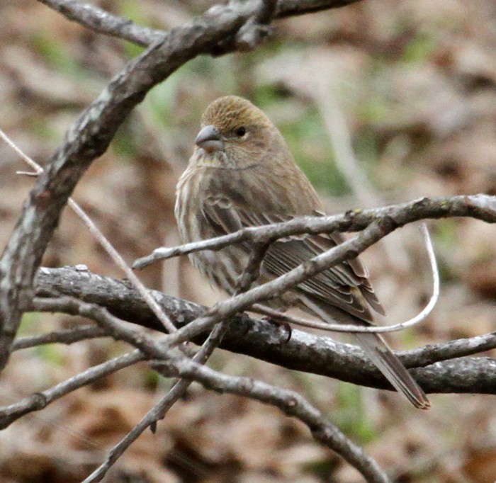House Finch - Terry Hibbitts