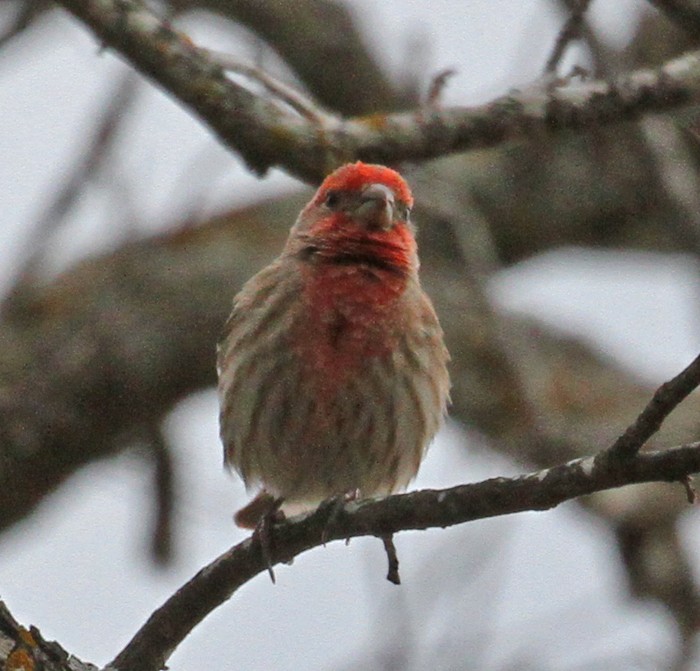 House Finch - Terry Hibbitts
