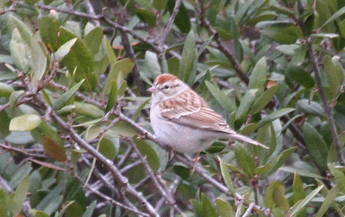 Chipping Sparrow - ML535179661