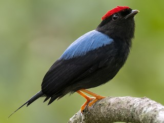 ハリオセアオマイコドリ - eBird