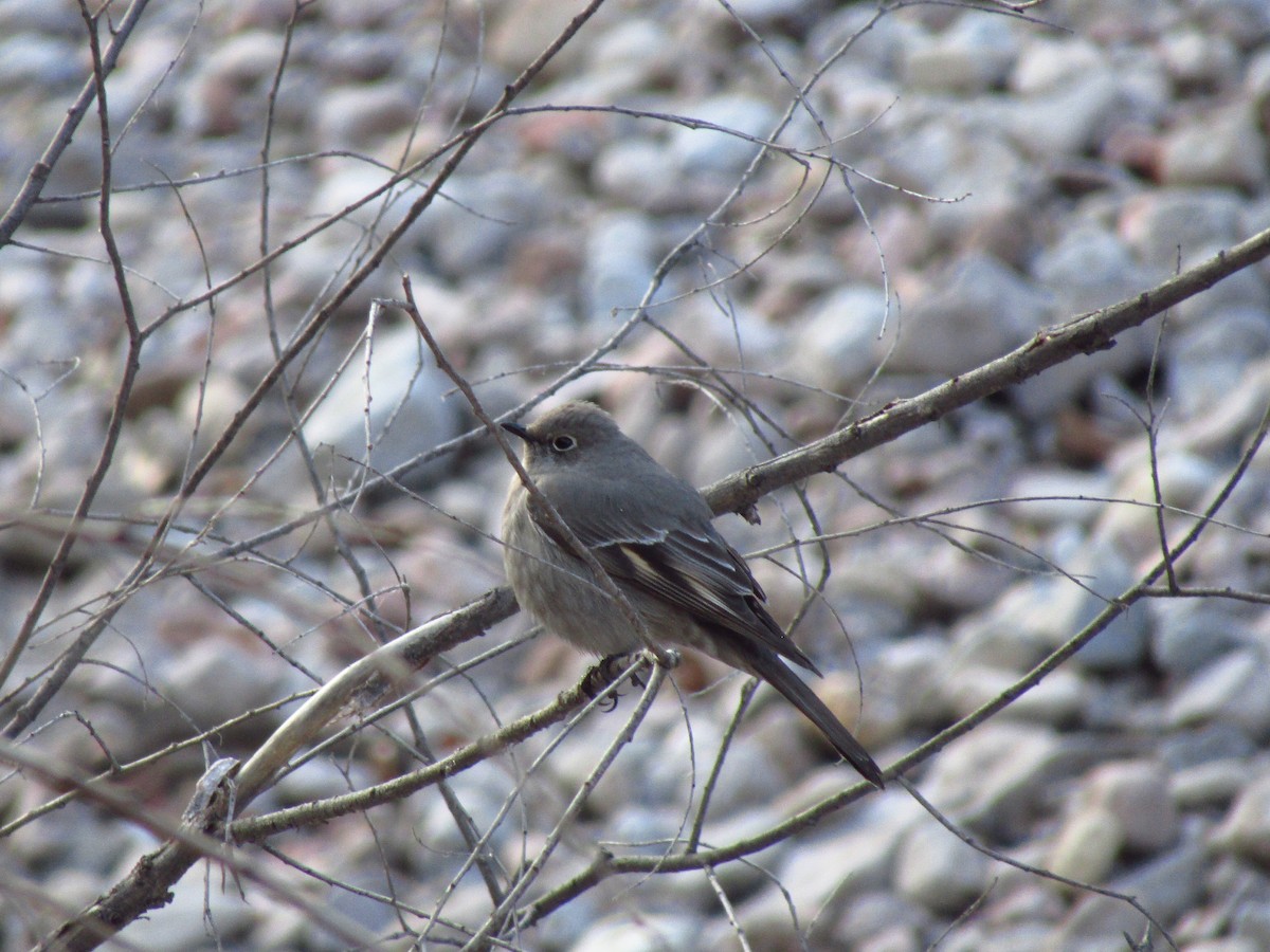 Townsend's Solitaire - ML535182491