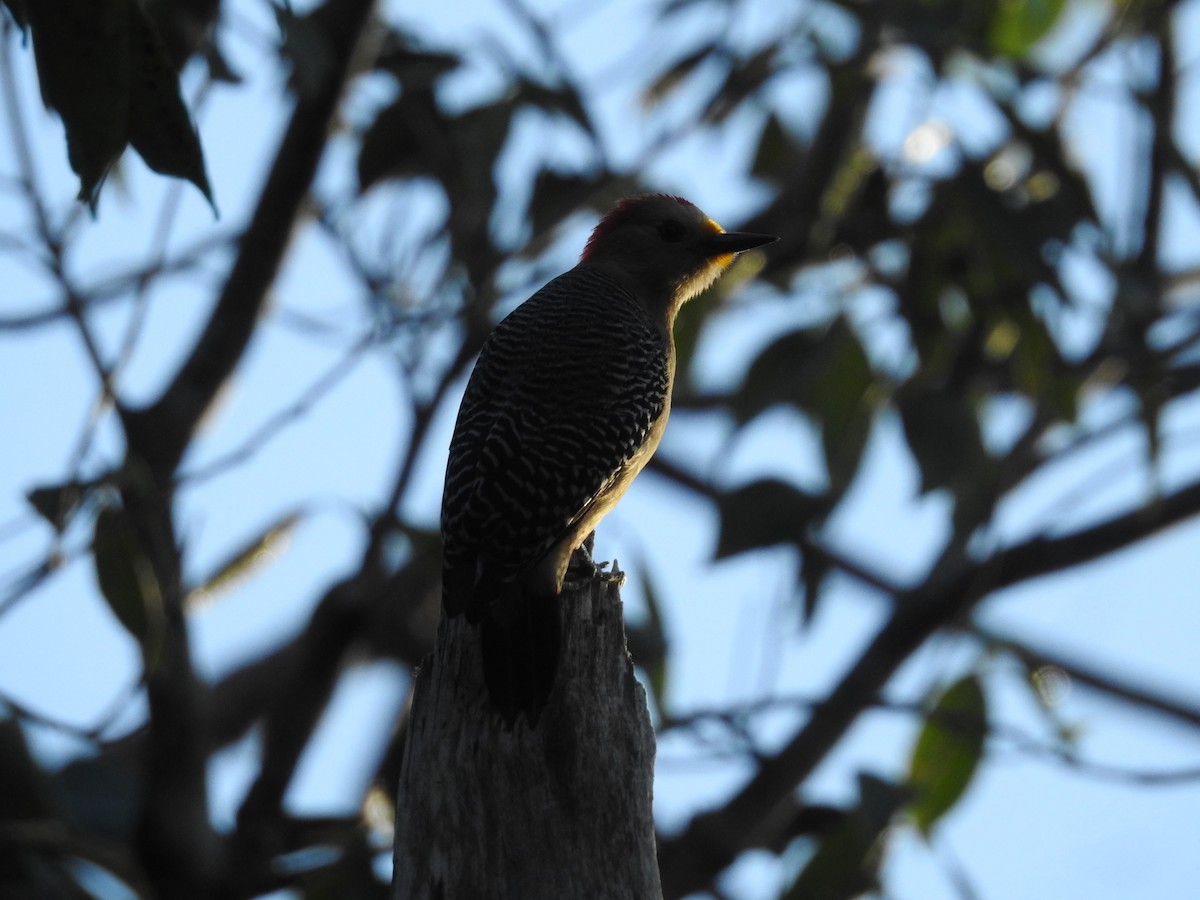 Yucatan Woodpecker - ML535183921