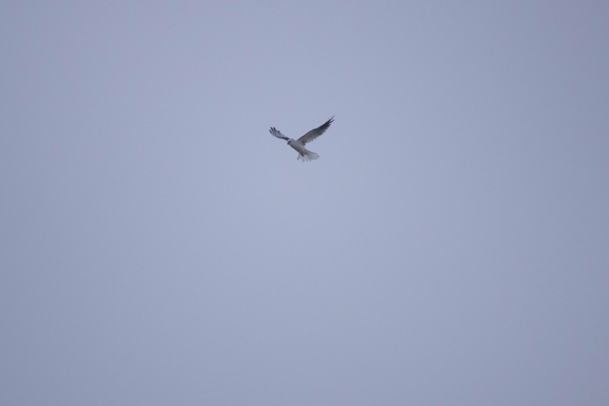 White-tailed Kite - ML535188861