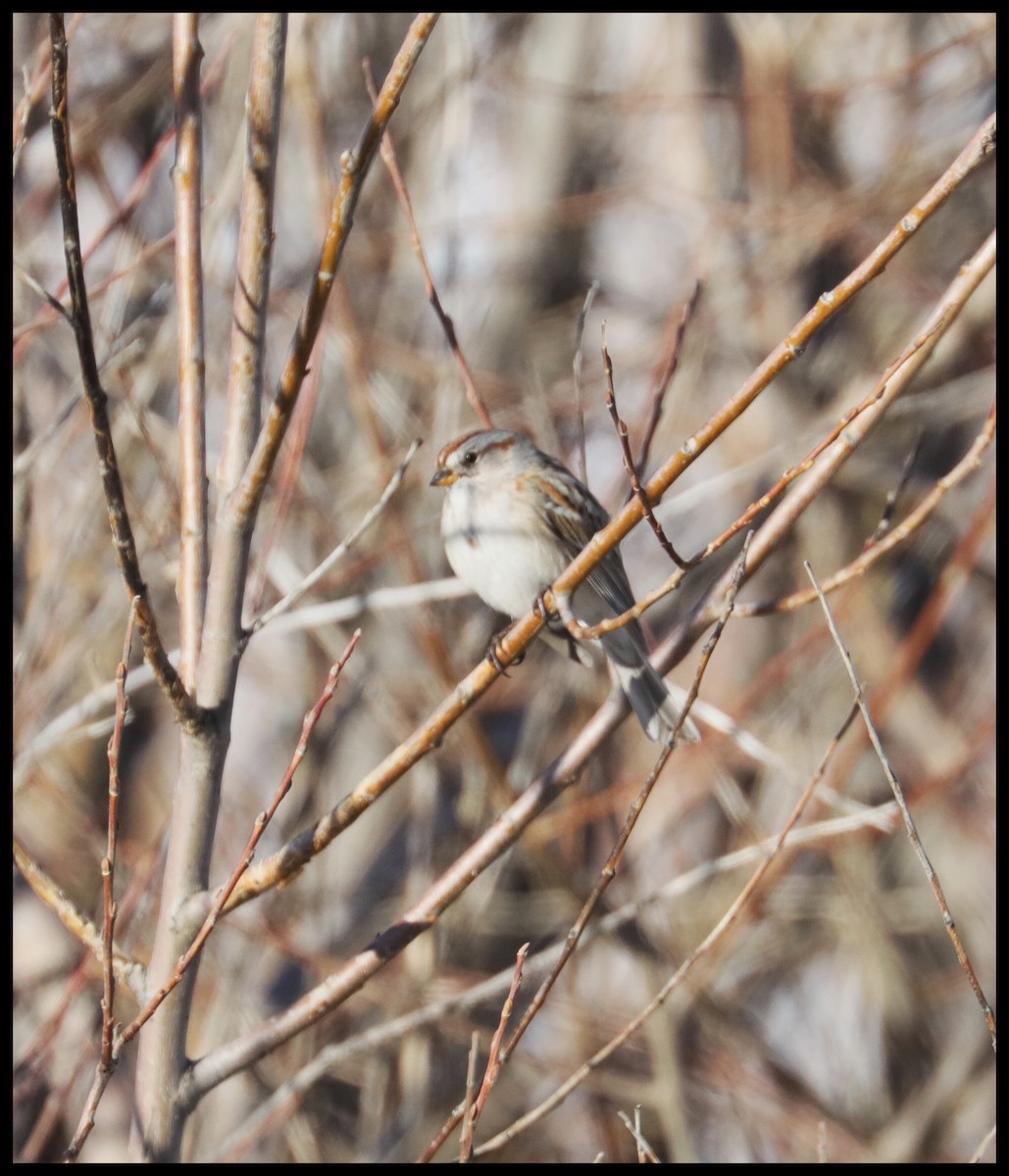 American Tree Sparrow - ML535191041