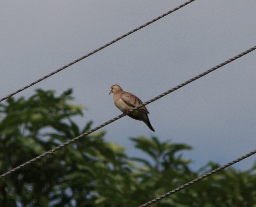 Ecuadorian Ground Dove - ML535193401